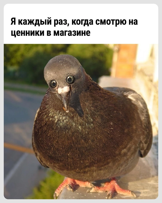Когда цены успевают так расти | Источник: Городские медиа