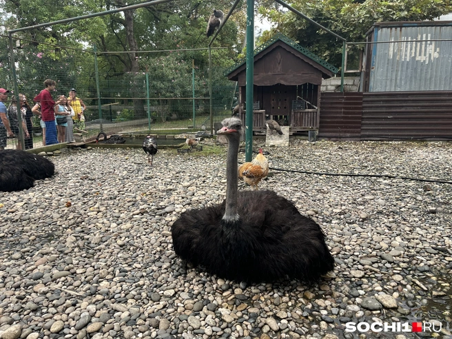 В парке можно покормить птиц | Источник: Анна Грицевич / SOCHI1.RU