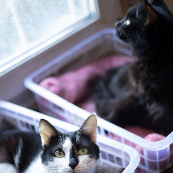 Источник: Елена Гасанова