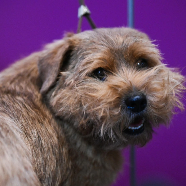 Источник: Bryan Bedder/Getty Images for Westminster Kennel Club