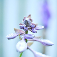 Аватарка trissflower