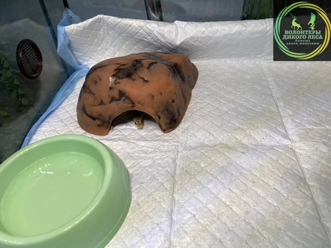 Сейчас он в безопасном месте | Источник: Волонтеры «Дикого Леса» / Telegram