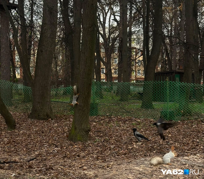 У деревьев в Центральном парке обитает много животных! | Источник: Виктория Улитова / YA62.RU