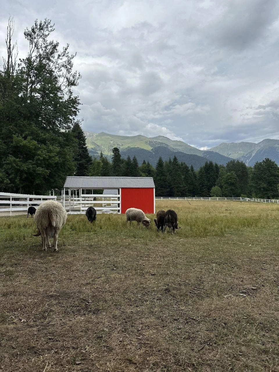 На ферме много разных животных | Источник: из личного архива Евгении