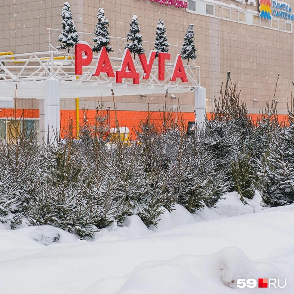 Новогодние деревья поставили напротив входа в «Радугу» | Источник: Тимофей Калмаков / 59.RU
