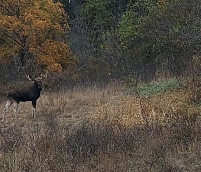Источник: Бузулукский бор / T.me