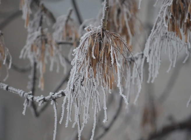 В понедельник в Рязанской области похолодает до -10 °С | ya62.ru