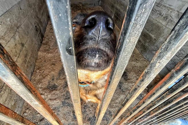 Источник: Елена Буйвол / VLADIVOSTOK1.RU