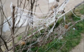 В Анапе зафиксировано аномальное нашествие пауков