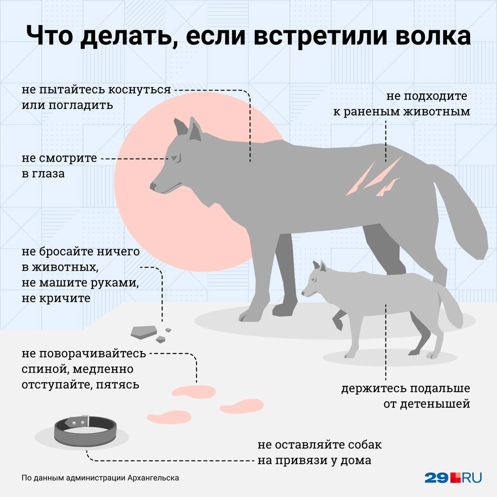 Что делать, если встретил волка в городе и в лесу, правила, 2021 г. - 1  декабря 2021 - 29.ру