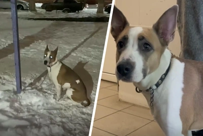 Омич бросил собаку во дворе бывшей жены