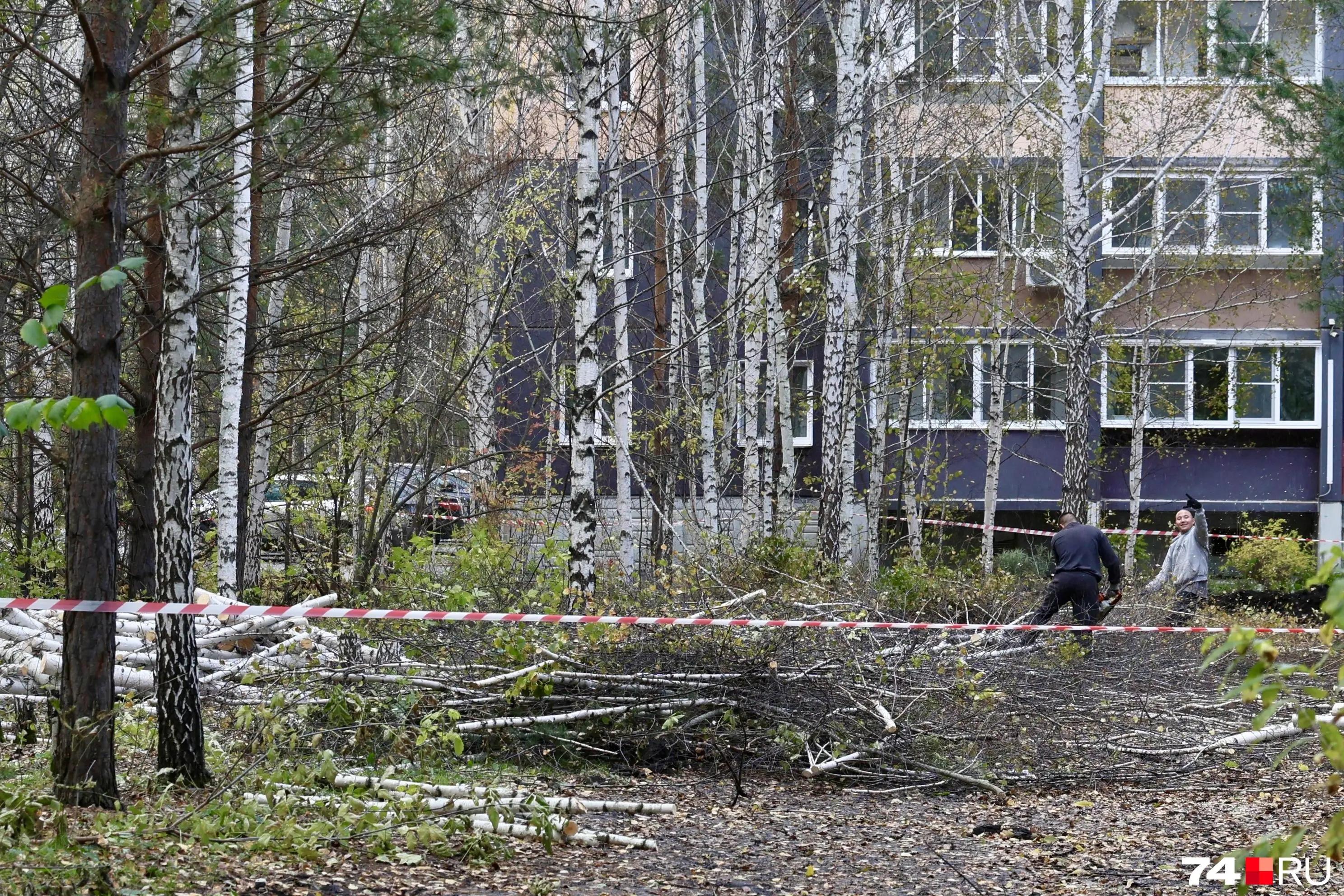 «Разрешение не нужно»: в мэрии Челябинска прокомментировали вырубку деревьев в лесу на Северо-Западе