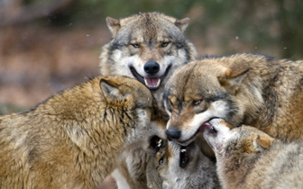 Названа неожиданная причина роста популяции волков в Германии