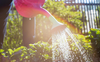 Как правильно поливать огородные культуры в жару? Объясняет эксперт