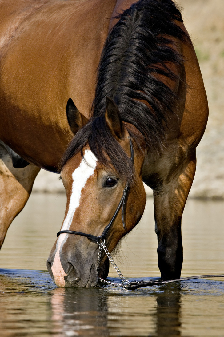 iStock