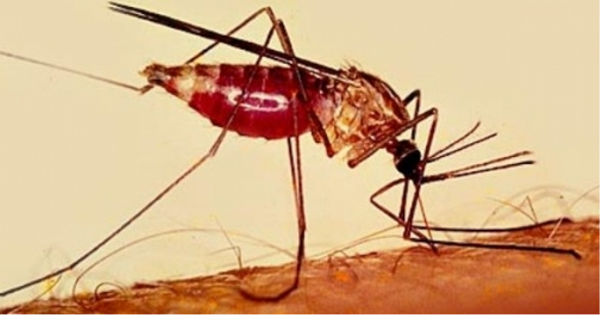 Заболел малярией. Малярийный комар заражение. Укус малярии малярийный комар. Малярийный комар в России.