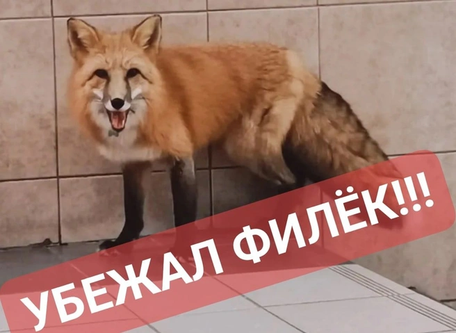 Из зоопарка под Рязанью сбежала лиса | ya62.ru