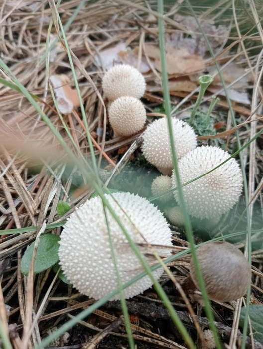 Вы знаете, что делать с дождевиками?  | Источник: Лучшие ГРИБНИКИ Самарской и Ульяновской области / Vk.com