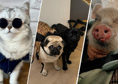 10 очаровательных животных в российском Instagram: умиляемся и голосуем!