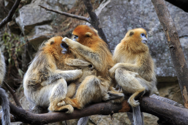 Горы золотой обезьяны: как европейцы открыли в Поднебесной курносых ринопитеков