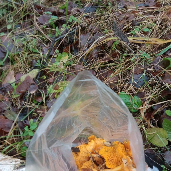 А это сбор из Подольского округа | Источник: Сергей Оченев / Грибы в Подмосковье 2025 / VK.com