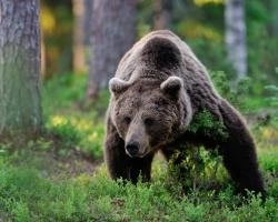 В Железногорске медведь снова вышел к людям | ngs24.ru
