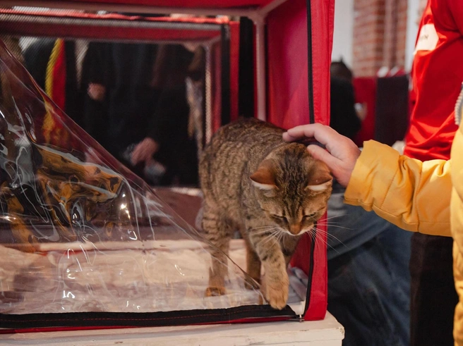 На мероприятии можно будет увидеть парад породистых котов | 142.ru