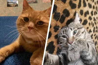 Year Starts with Kindness: Two Stray Cats in Arkhangelsk Find Families