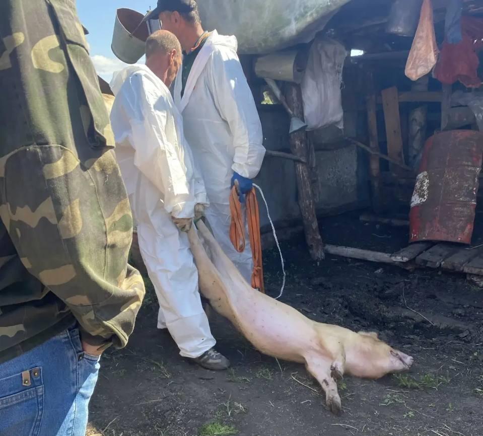 «У жены до сих пор слезы»: в Сибири скот пускают на убой из-за «опасной инфекции» — она напоминает свиную чуму