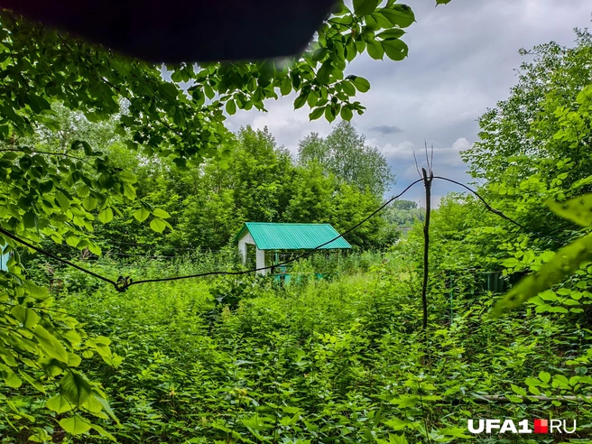 Всё заросло травой по пояс | Источник: Булат Салихов / UFA1.RU