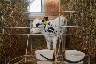 Рязанский молокозавод трижды оштрафован за нарушения