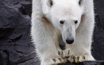 Белые эмигранты: как изменение климата влияет на полярных медведей