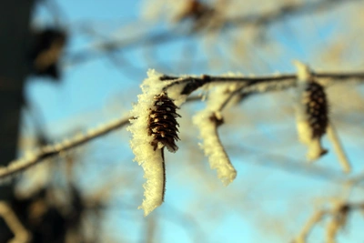 Ночное похолодание в Архангельской области