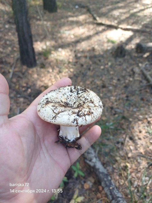 Прошлогодние грузди пошли в начале-середине сентября  | Источник: читатель 72.RU