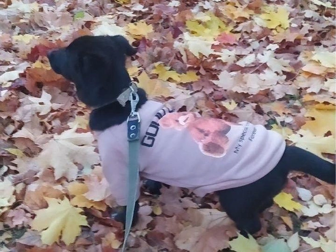 Теплая осень | Источник: читатель ЗвероПятница🐶🐱🐰🦊🐭🥹
