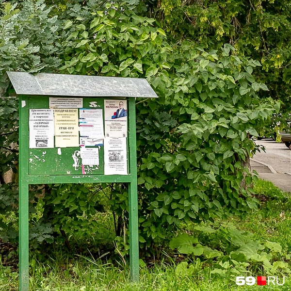Здесь можно найти и политические листовки, и обычные объявления | Источник: Василина Любимова / 59.RU