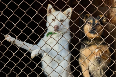 Полиция открыла горячую линию из-за приюта «Забытые сердца»