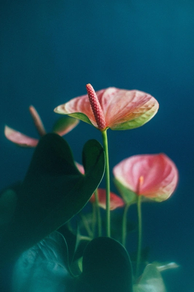 Гороскоп тельцам на 2026 год