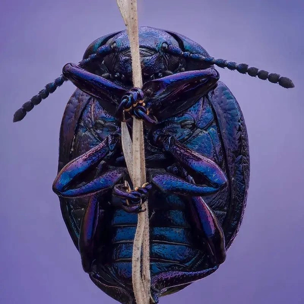 Особая рекомендация жюри | Источник: Tyler Redford / Royal Entomological Society 2024 Photography Competition