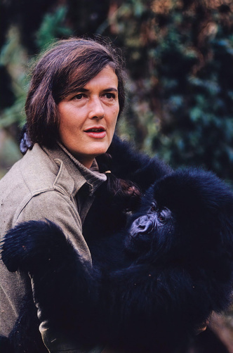 Принцесса джунглей: как зоолог Дайан Фосси спасала горных горилл