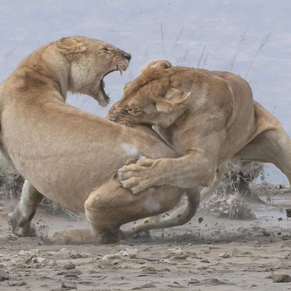 Победитель в номинации «Поведение: млекопитающие» | Источник: Raymond Nowotny / World Nature Photography Awards 2020