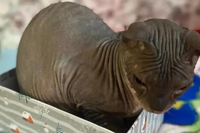 Семья из Уфы ищет нового хозяина для кота из-за аллергии