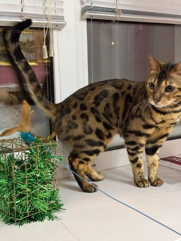 Симба передал новогодний привет | Источник: Сергей