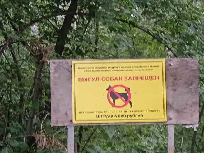 За ограждением повесили табличку о запрете на выгул собак | Источник: Елена Скачкова