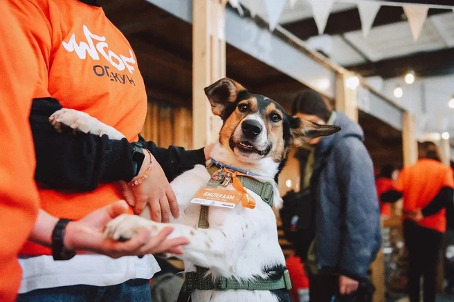 Животных с фестиваля можно будет забрать домой | Источник: WOOF FEST