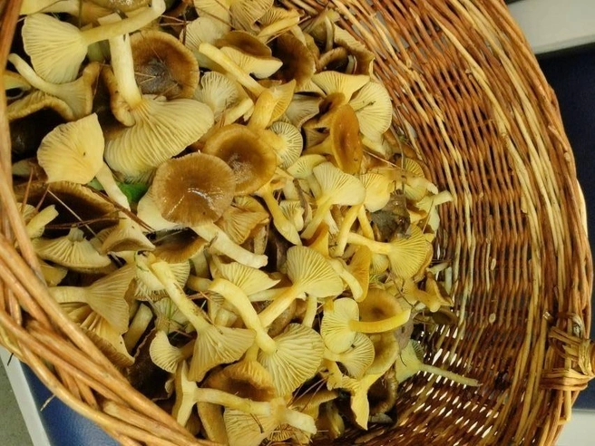 Улов из Орехово-Зуевского округа | Источник: Nirmal Champak / Грибы в Подмосковье 2025 / VK.com