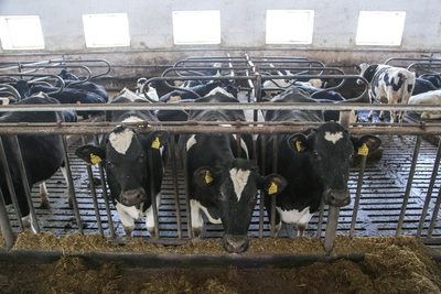 Куда пропали коровы в Башкирии и сколько их осталось