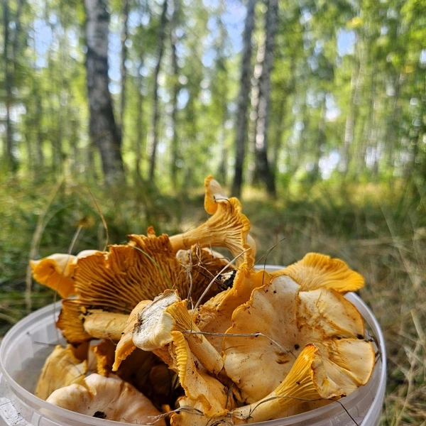 Источник: Римма Боева / «Грибы и грибники Екатеринбурга и Свердловской области» / Vk.com