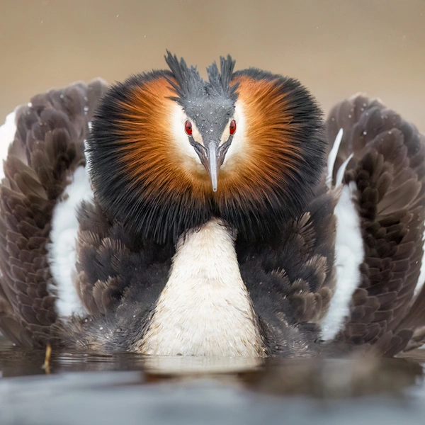 Финалист в номинации «Птицы» | Источник: Mia Surakka / European Wildlife Photographer of the Year 2025