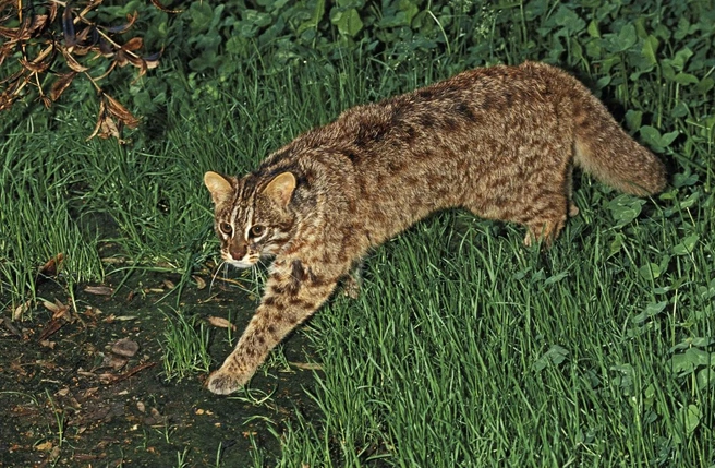 Бенгальский кот | Источник: Gérard Lacz / Biosphoto / East News